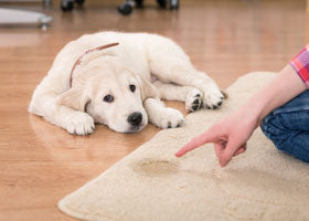 Keeping your Floor Rugs Clean